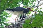 Altvogel beim Füttern im Nest 2015