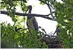 Beide Jungen im Nest