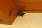 Fledermaus20140721