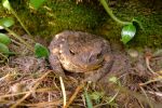 erdkroete20140408
