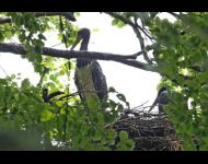 2 Jungvögel im Horst