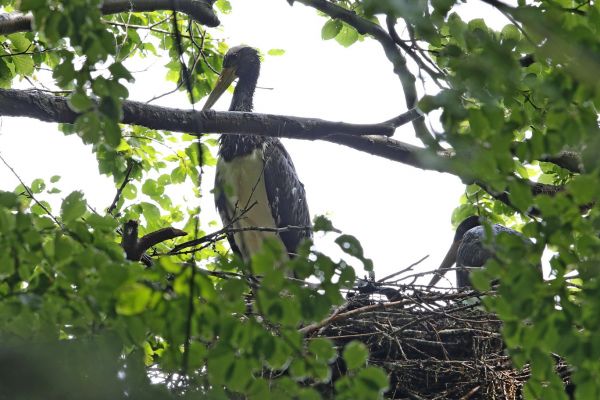 2 Jungvögel im Horst