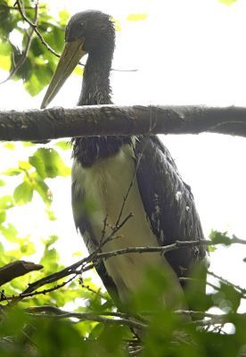 Schwarzstorch Jungvogel