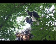 Die beiden Schwarzstorch-Jungvögel im Horst