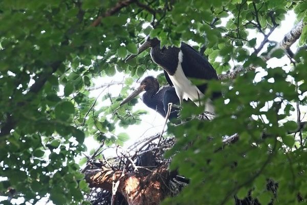 Die beiden Schwarzstorch-Jungvögel im Horst