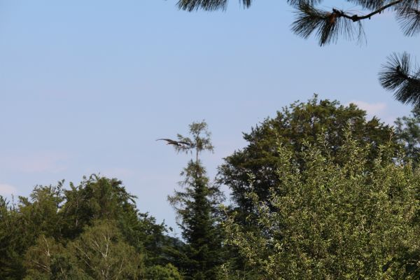 Schwarzstorch am 22. Juni 2014 16:09 Uhr