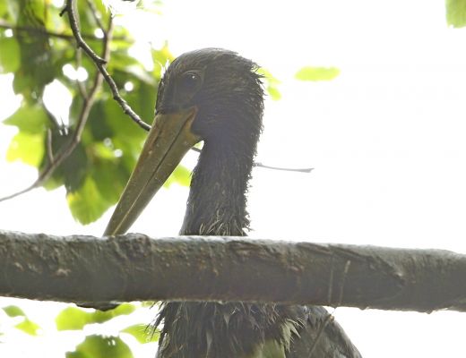 Jungvogel
